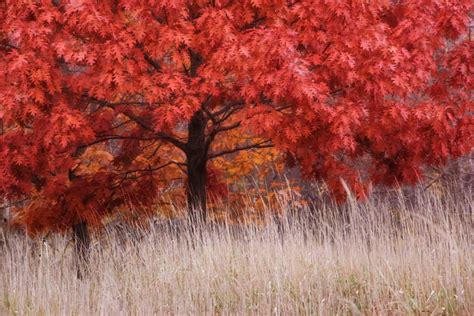 29 Incredible Facts About Red Oak Trees Tree Journey