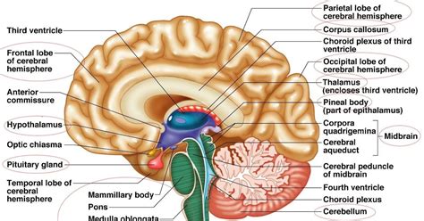 Picture Of Brain With Parts Labeled Picture Of