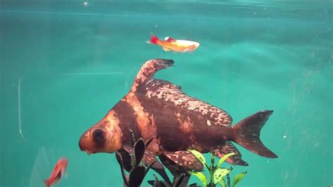 Chinese High Fin Banded Shark 2016 Youtube