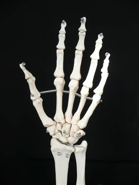 Life Size Anatomical Human Handwrist Joint Model Joints Products