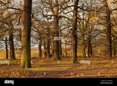 Oak Trees In Richmond Park London United Kingdom Stock Photo Alamy