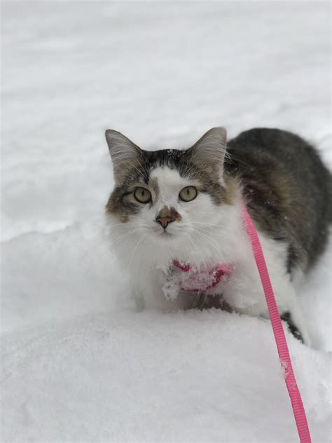 Smudge Got To Experience Snow For A Bit Rcats