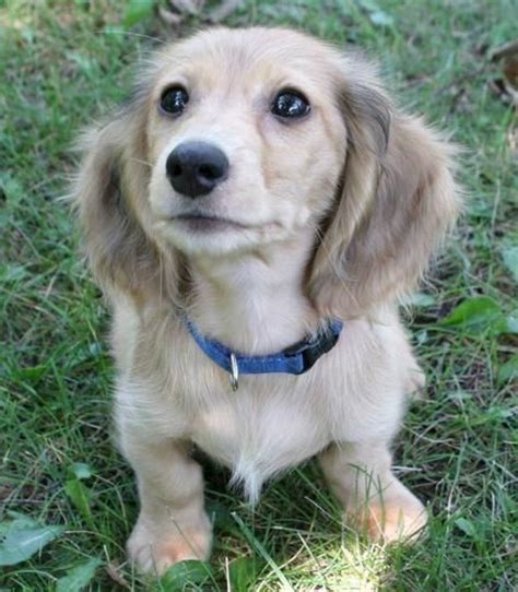 Golden long haired miniature dachshund. Officially the dog I want! Long Haired English Cream Mini ...