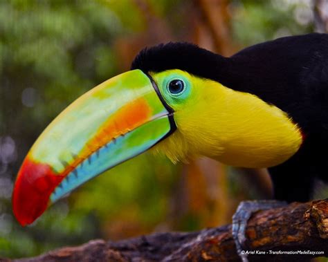 Costa Rican Toucan Costa Rica Toucans Paradise Beach Animals