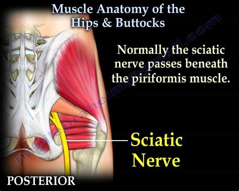 Intermediate back muscles and nerve supply: Muscles Of The Lower Back And Buttocks Diagram - Human ...