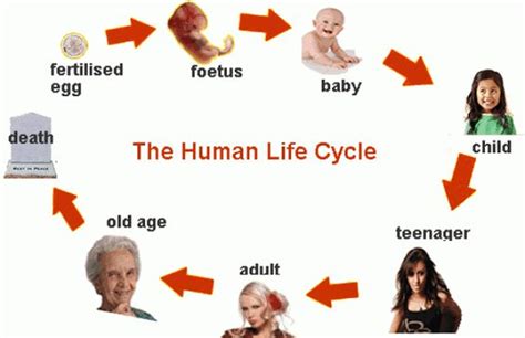 Human Life Cycle Grow Theme Pinterest Change Time Tops And Life