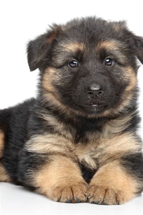 Get Terrific Suggestions On German Shepherd Puppies They Are Offered