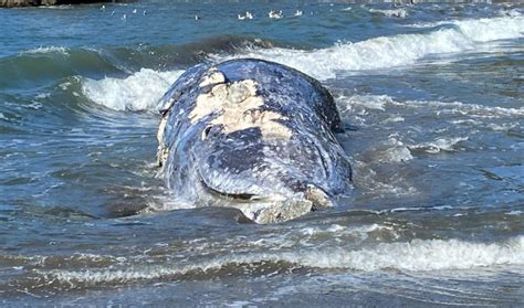 4 Dead Gray Whales Wash Up On San Francisco Bay Area Beaches In 9 Days