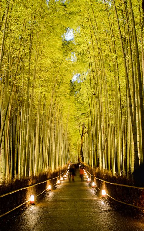 Jeffrey Friedls Blog Kyoto Arashiyama Bamboo Forest Lightup Part Two