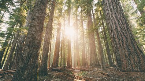 Wallpaper Oregon Forest Pine Trees Dawn Sun Rays 2560x1600 Hd
