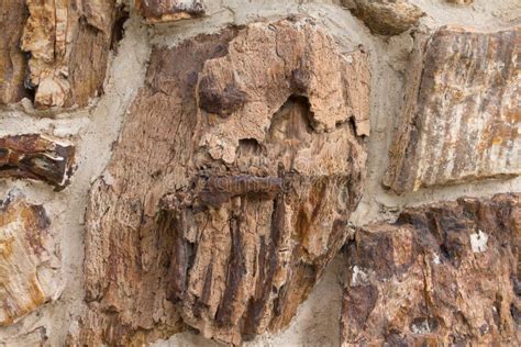 Petrified Wood Texture That Looks Like A Scary Face Stock Photo Image