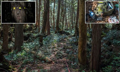 Aokigahara Hutan Paling Angker Dan Berhantu Di Jepang Rumah Misteri