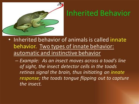 Top 133 Examples Of Instinctive Behaviour In Animals