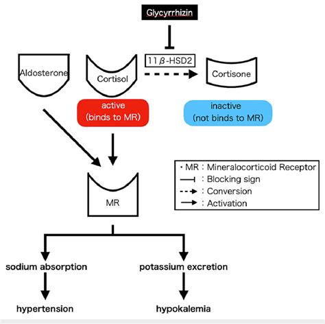 The Mechanism That Glycyrrhizin Can Cause Hypokalemia And Hypertension