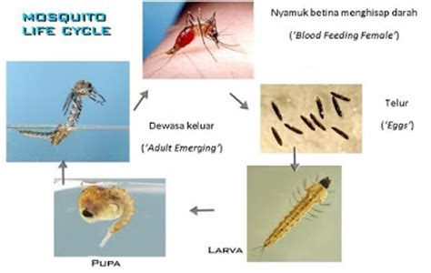 Langkah pencegahan yang boleh dilakukan oleh. Sains 'Best': Kitaran Hidup Nyamuk - Metamorfosis Nyamuk