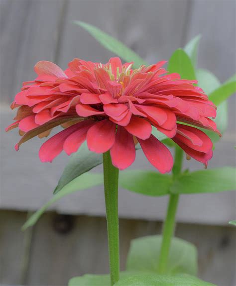 My Backyard Flower Photograph By Jennifer Wallace Fine Art America