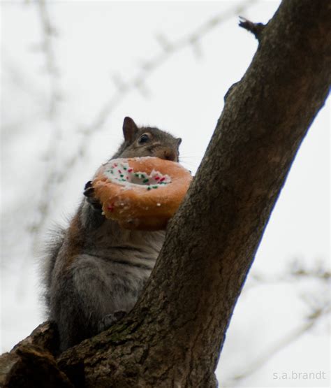 Hungry Squirrel Eating A Sprinkles Donut Second Squirrel I Flickr