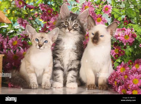 Maine Coon Siamese And Balinese Cat Kittens Sitting In Front Of