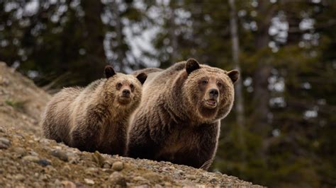 Grizzly Bear Mom And Cub