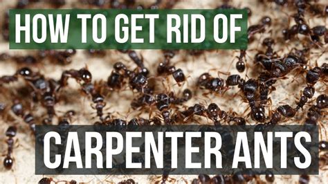 How To Get Rid Of Carpenter Ants 4 Simple Steps Youtube