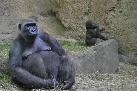 Gorilla Zoo Animal Free Photo On Pixabay