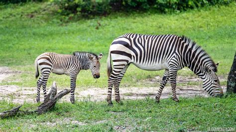 Two Baby Zebras Born At Disneys Animal Kingdom