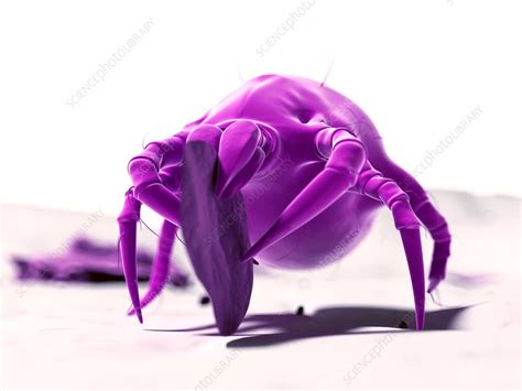 Dust Mite Artwork Stock Image F0077408 Science Photo Library