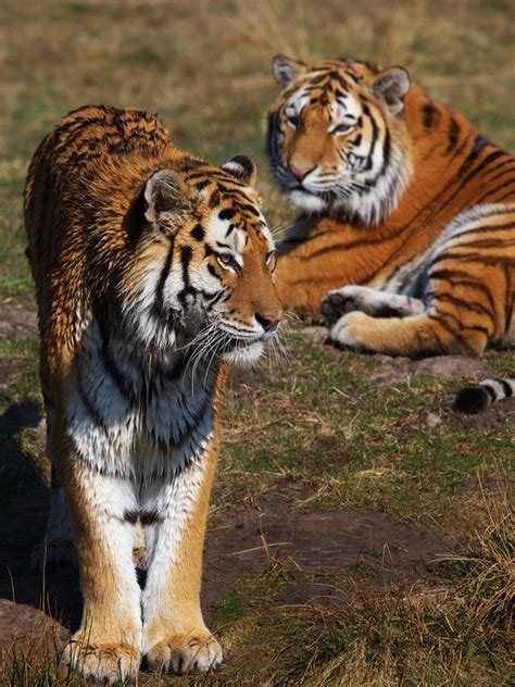 From the biggest to the smallest, there are 38 cat species found worldwide. two-tigers