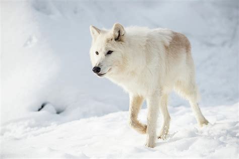 Arctic Wolf Ubicaciondepersonascdmxgobmx