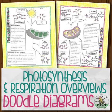 Photosynthesis And Respiration Overviews Doodle Diagrams Store