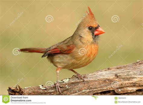Female Cardinal On A Branch Stock Image Image Of Tree Cardinalis
