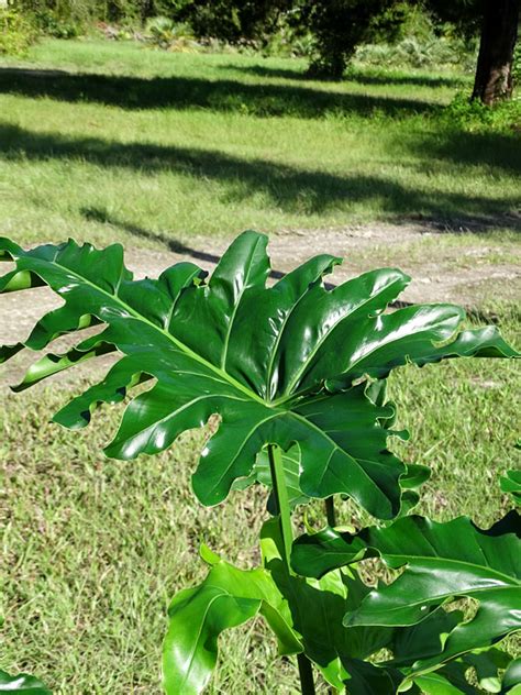 A philodendron selloum, or tree philodendron, is native to south america but also grows outdoors on the east and gulf coasts of the united states. XXL Philodendron Speciosum X Bipinnatifidum Plant in 8 ...