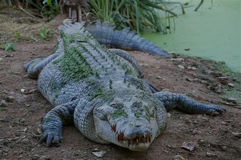 Free Images Animal Wildlife Wild Zoo Predator Reptile Iguana