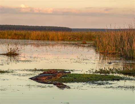 Esteros De Ibera Luxury Vacations To Argentina Wetlands Landed Travel