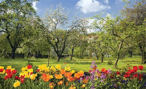 Know About Blooming Seasons Of Popular Flowers Seasonal Flowers