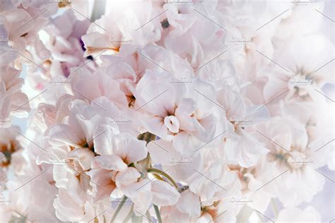 Flower Soft Pink Bouquet Background High Quality Nature Stock Photos