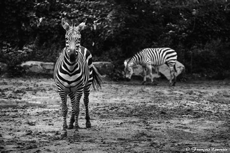 Zoo In Black And White Almates