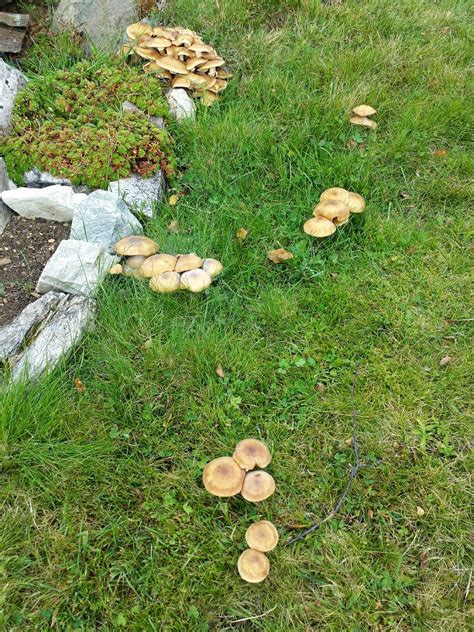 Er soppen i plenen giftig? Eilas blogg: Mye sopp på plenen i år
