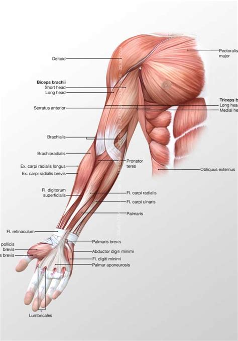 Hops, skips, and lunges all use your. Arm Posterior Muscles 3D Illustration