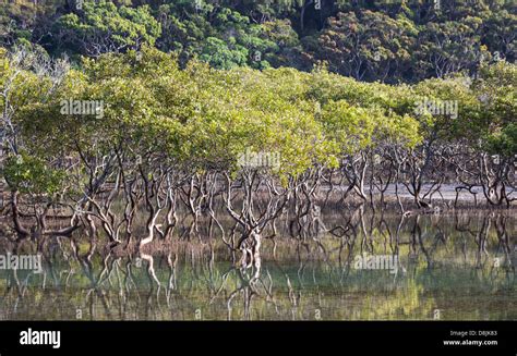 grey mangroves avicennia marina in an estuary near bonnie vale in the royal national park