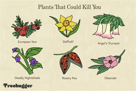 18 Poisonous Plants And Flowers