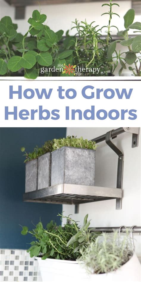 How To Grow Herbs Indoors Successfully Garden Therapy