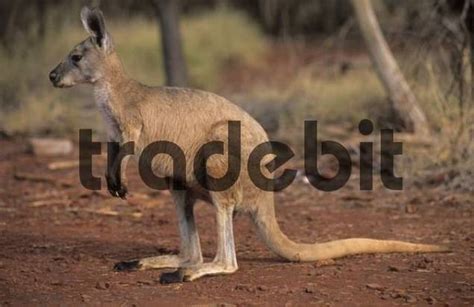 Giant Red Kangaroo Sitting In The Forest Karijini National Park H