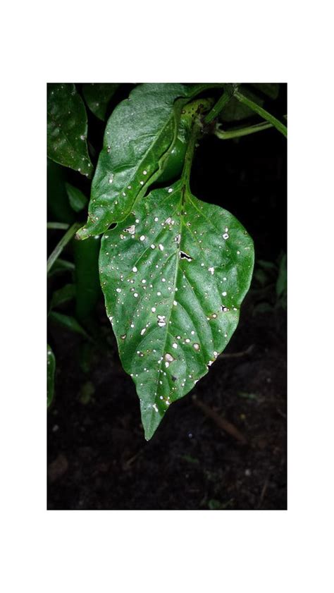 These bugs love to hide on the underside of the leaves. HELP! White Dots on my pepper plant leaves