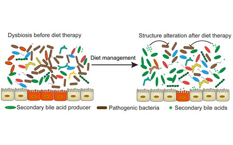 The Diet Microbiome Connection In Inflammatory Bowel Disease Penn Today