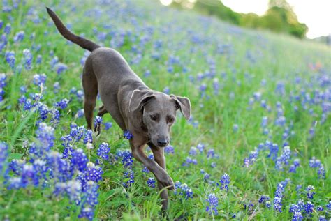 New puppy videos (click here). The Blue Lacy is the Texas State Dog You Need to Meet