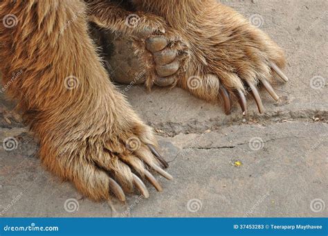 Bear Feet Stock Photos Image 37453283