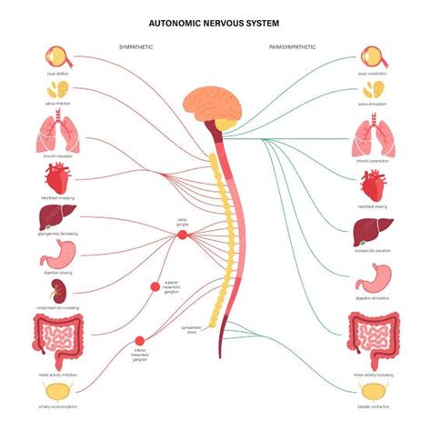 Sistem Saraf Otonom Pengertian Fungsi Anatomi Dan Contohnya