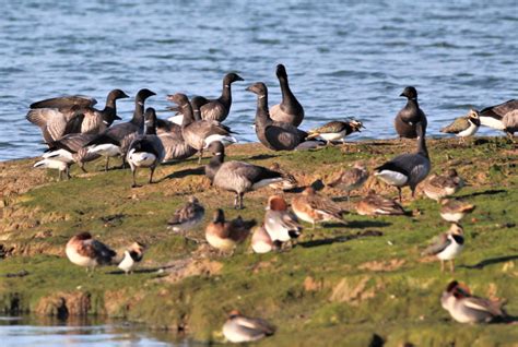 Great Coastal Birdwatch Highlights Diverse Solent Species Bird Aware