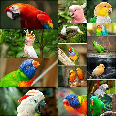 15 Beautiful Pet Birds In The World